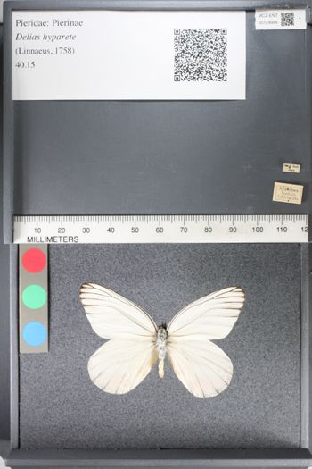 Media type: image;   Entomology 129998